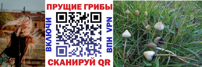 как найти закладки  Кандалакша  Псилоцибиновые грибы Cubensis 
